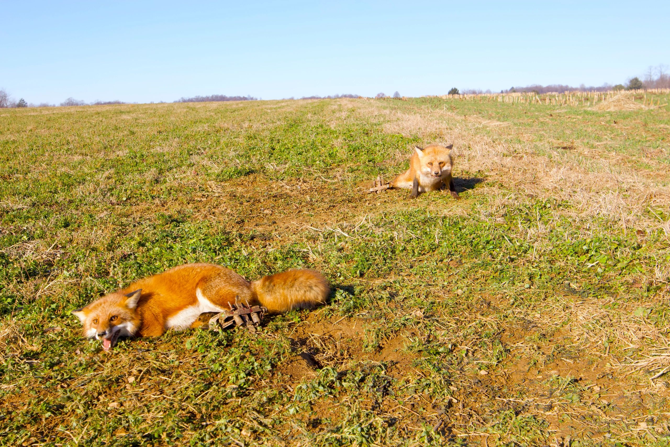 Two red foxes in an open field